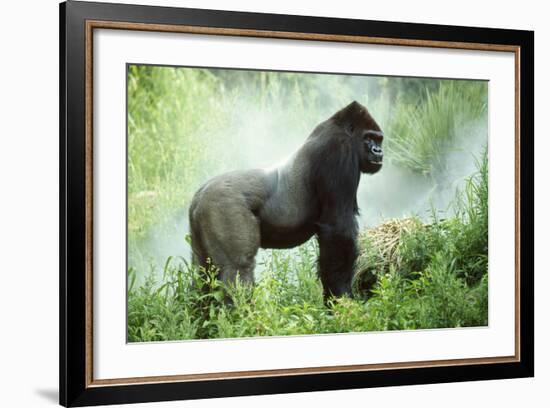 Lowland Gorilla Male Silverback-null-Framed Photographic Print