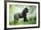 Lowland Gorilla Male Silverback-null-Framed Photographic Print