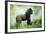 Lowland Gorilla Male Silverback-null-Framed Photographic Print