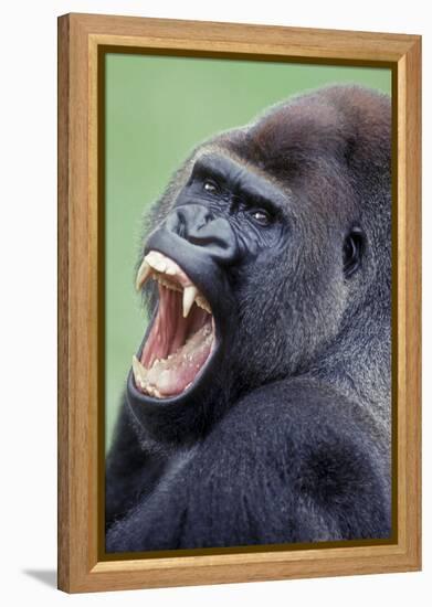 Lowland Gorilla Male with Mouth Open-null-Framed Premier Image Canvas