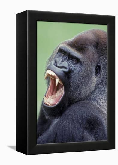 Lowland Gorilla Male with Mouth Open-null-Framed Premier Image Canvas