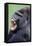 Lowland Gorilla Male with Mouth Open-null-Framed Premier Image Canvas