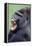 Lowland Gorilla Male with Mouth Open-null-Framed Premier Image Canvas