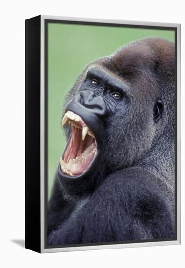 Lowland Gorilla Male with Mouth Open-null-Framed Premier Image Canvas
