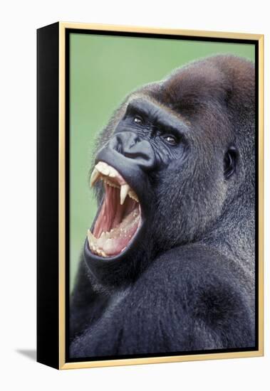 Lowland Gorilla Male with Mouth Open-null-Framed Premier Image Canvas