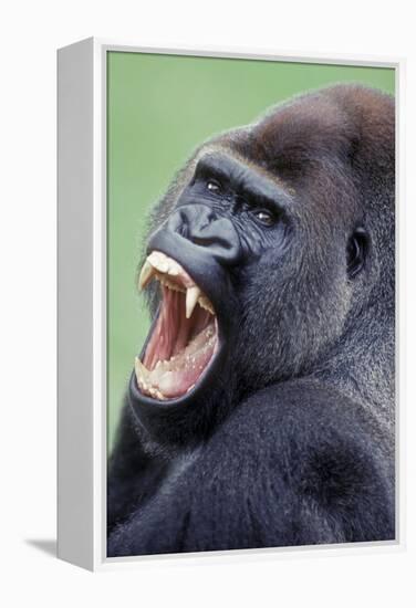 Lowland Gorilla Male with Mouth Open-null-Framed Premier Image Canvas