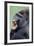 Lowland Gorilla Male with Mouth Open-null-Framed Photographic Print