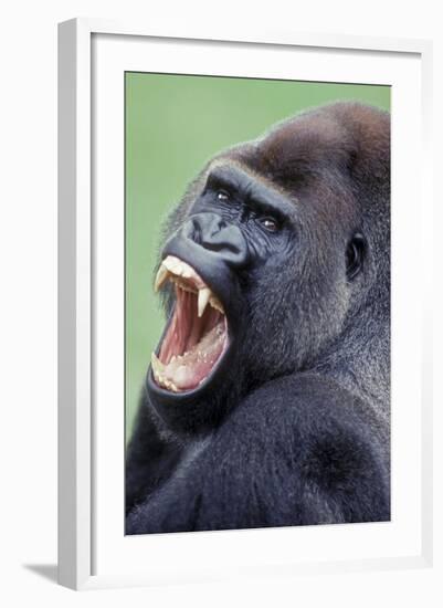 Lowland Gorilla Male with Mouth Open-null-Framed Photographic Print