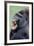 Lowland Gorilla Male with Mouth Open-null-Framed Photographic Print