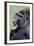 Lowland Gorilla Male with Mouth Open-null-Framed Photographic Print