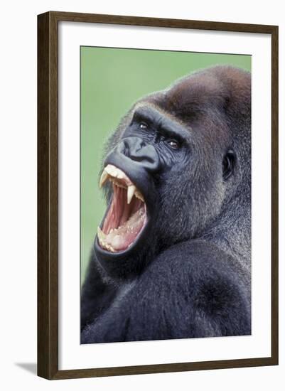 Lowland Gorilla Male with Mouth Open-null-Framed Photographic Print