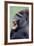 Lowland Gorilla Male with Mouth Open-null-Framed Photographic Print