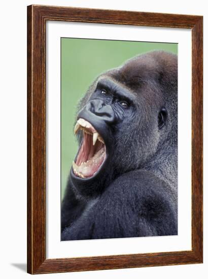 Lowland Gorilla Male with Mouth Open-null-Framed Photographic Print