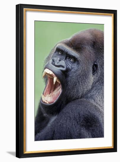 Lowland Gorilla Male with Mouth Open-null-Framed Photographic Print