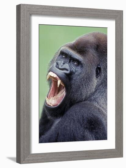 Lowland Gorilla Male with Mouth Open-null-Framed Photographic Print