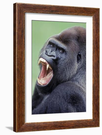 Lowland Gorilla Male with Mouth Open-null-Framed Photographic Print