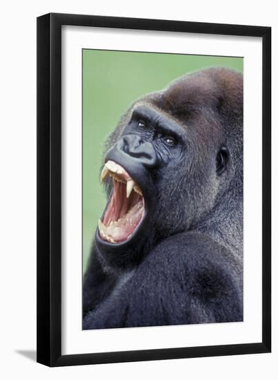 Lowland Gorilla Male with Mouth Open-null-Framed Photographic Print