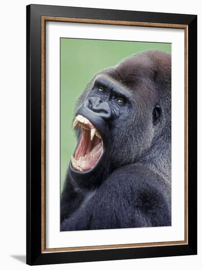 Lowland Gorilla Male with Mouth Open-null-Framed Photographic Print