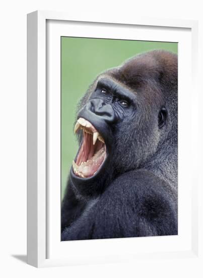 Lowland Gorilla Male with Mouth Open-null-Framed Photographic Print