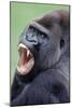 Lowland Gorilla Male with Mouth Open-null-Mounted Photographic Print