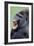 Lowland Gorilla Male with Mouth Open-null-Framed Photographic Print