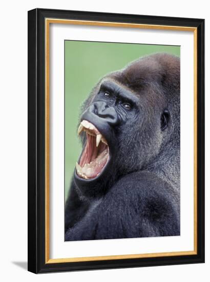 Lowland Gorilla Male with Mouth Open-null-Framed Photographic Print