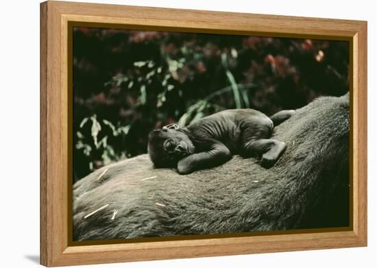 Lowland Gorilla Parent with Baby on Back-null-Framed Premier Image Canvas