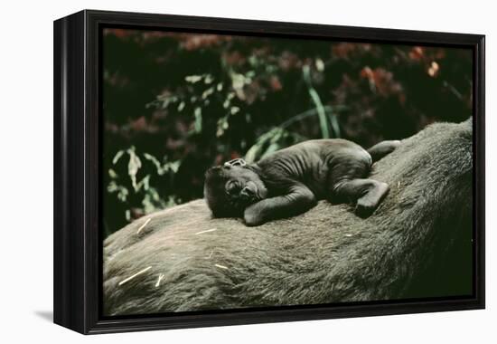 Lowland Gorilla Parent with Baby on Back-null-Framed Premier Image Canvas