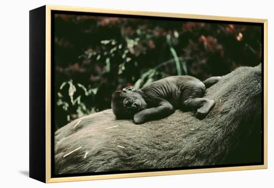 Lowland Gorilla Parent with Baby on Back-null-Framed Premier Image Canvas