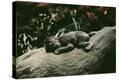 Stretched Canvas Print