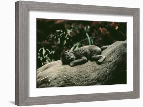 Lowland Gorilla Parent with Baby on Back-null-Framed Photographic Print