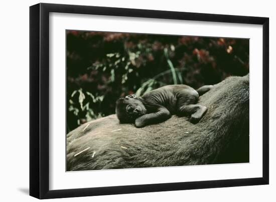 Lowland Gorilla Parent with Baby on Back-null-Framed Photographic Print