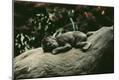 Photographic Print