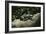 Lowland Gorilla Parent with Baby on Back-null-Framed Photographic Print