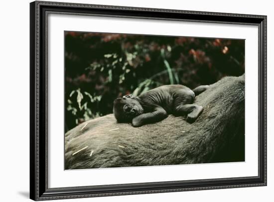 Lowland Gorilla Parent with Baby on Back-null-Framed Photographic Print