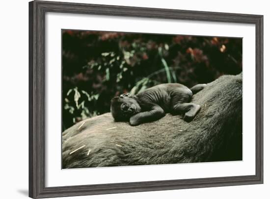 Lowland Gorilla Parent with Baby on Back-null-Framed Photographic Print