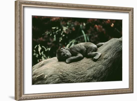 Lowland Gorilla Parent with Baby on Back-null-Framed Photographic Print