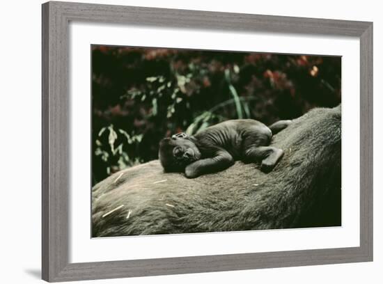 Lowland Gorilla Parent with Baby on Back-null-Framed Photographic Print