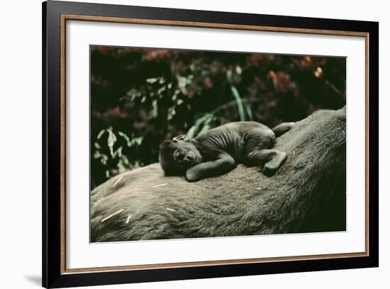 Lowland Gorilla Parent with Baby on Back-null-Framed Photographic Print