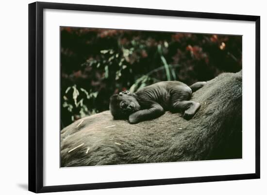 Lowland Gorilla Parent with Baby on Back-null-Framed Photographic Print