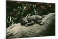Photographic Print