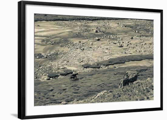 Lowland Roaming-Andrew Geiger-Framed Giclee Print