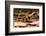 Lowland streaked tenrec on forest floor at night, Madagascar-Nick Garbutt-Framed Photographic Print