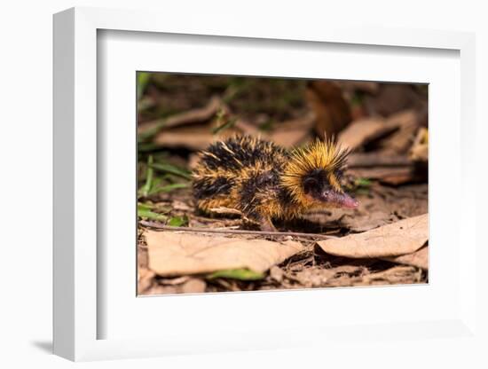 Lowland streaked tenrec on forest floor at night, Madagascar-Nick Garbutt-Framed Photographic Print