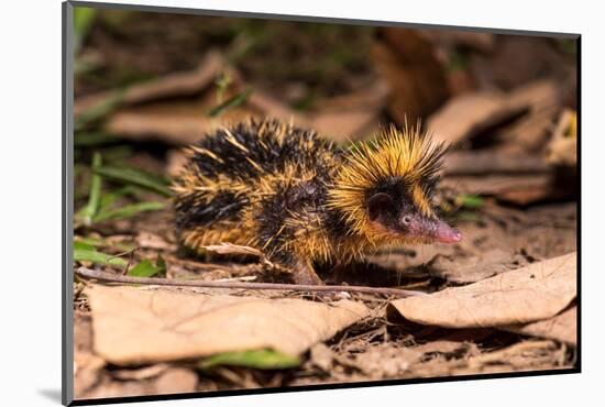 Lowland streaked tenrec on forest floor at night, Madagascar-Nick Garbutt-Mounted Photographic Print