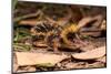 Lowland streaked tenrec on forest floor at night, Madagascar-Nick Garbutt-Mounted Photographic Print