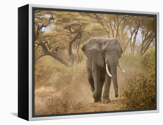 Loxodonta Africana, Lake Manyara National Park, Tanzania-Ivan Vdovin-Framed Premier Image Canvas