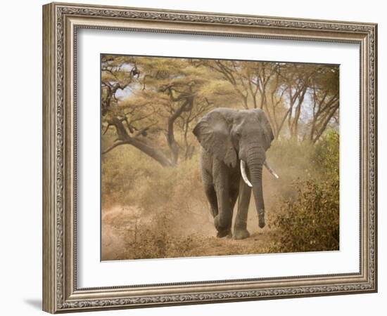 Loxodonta Africana, Lake Manyara National Park, Tanzania-Ivan Vdovin-Framed Photographic Print