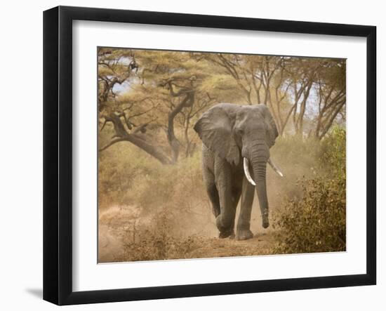 Loxodonta Africana, Lake Manyara National Park, Tanzania-Ivan Vdovin-Framed Photographic Print