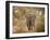 Loxodonta Africana, Lake Manyara National Park, Tanzania-Ivan Vdovin-Framed Photographic Print